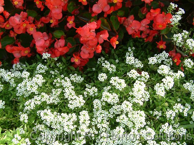 Alyssum and begonias_2